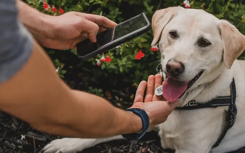 Aplicativo para identificar o que seu pet quer dizer